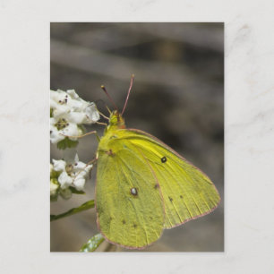 Yellow Butterfly Postcard