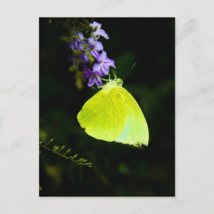 Yellow butterfly - postcards