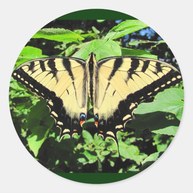 Yellow Butterfly ~ sticker (Front)