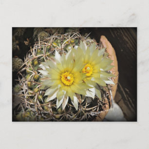 Yellow Cactus Blooms Postcard