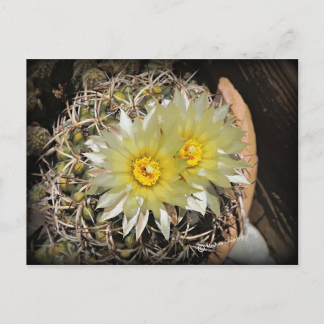 Yellow Cactus Blooms Postcard (Front)
