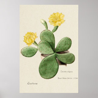 Yellow Cactus Flower Botanical Art Poster