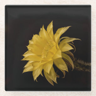 Yellow cactus flower in bloom glass coaster