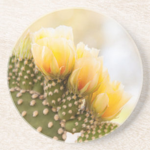 Yellow cactus flowers as they bloom in Arizona Coaster