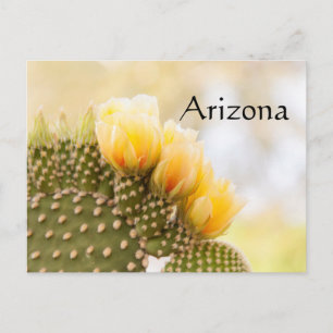 Yellow cactus flowers as they bloom in Arizona Postcard
