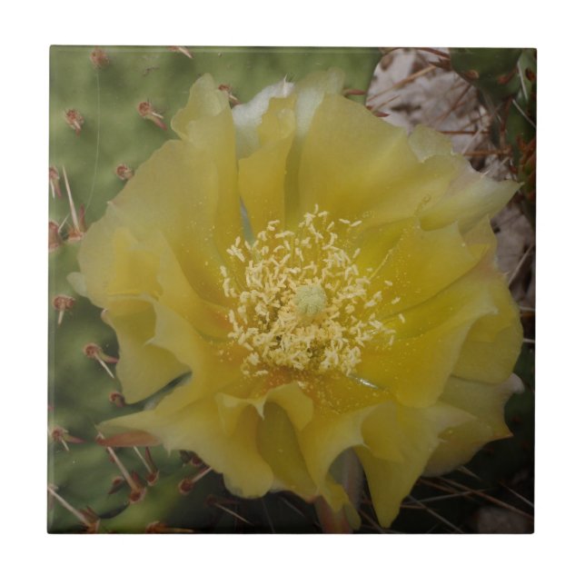 Yellow Cactus In Bloom Tile (Front)