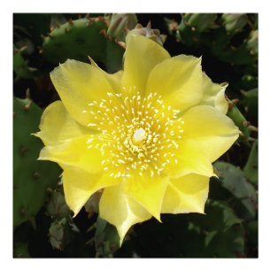 Yellow Cactus Prickly Pear Flower Photo Print