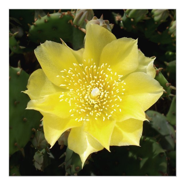 Yellow Cactus Prickly Pear Flower Photo Print (Front)