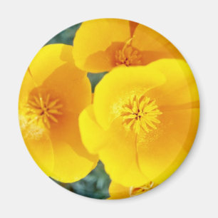 yellow California poppies in full bloom flowers Magnet