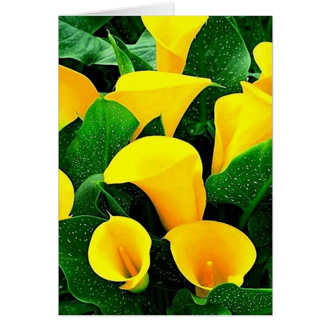 Yellow Calla Lilies (Front)