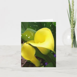 Yellow Calla Lilies Note Card