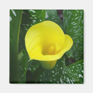 Yellow Calla Magnet