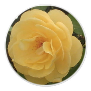 Yellow Camellia ceramic pull