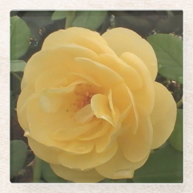 Yellow camellia glass coaster (Front)