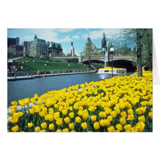 yellow Canadian Tulip Festival, Rideau Canal, Otta Card