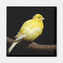 Yellow Canary