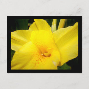 Yellow canna lily flower postcard