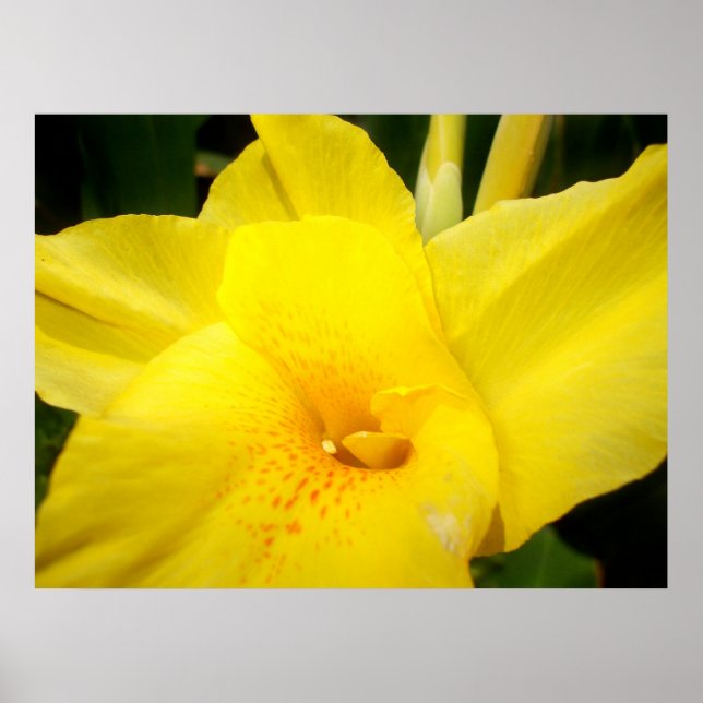 Yellow canna lily flower  poster (Front)