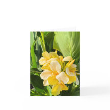 Yellow Canna Lily In A Garden Photograph