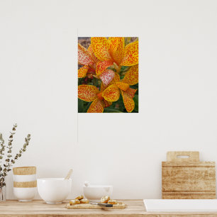Yellow Canna Lily with Red Speckles Floral Poster