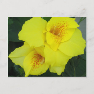 Yellow Cannas Canna Lilies Flower Photo Postcard