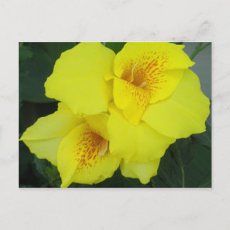 Yellow Cannas Canna Lilies Flower Photo Postcard