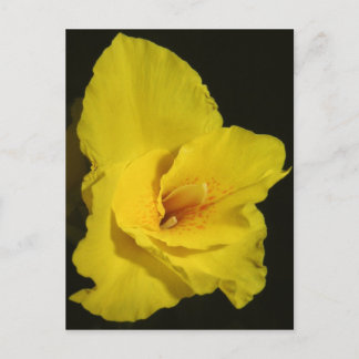 Yellow Cannas Canna Lilies Flower Photo Postcard