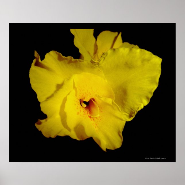 Yellow Cannas Canna Lilies Flower Photo Poster (Front)