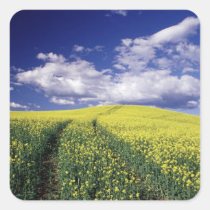 Yellow canola in Whitman County Washington state Square Sticker