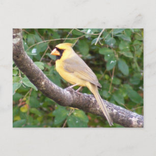 Yellow Cardinal Postcard