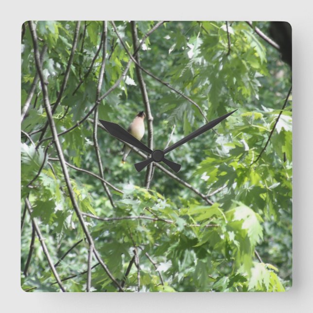 Yellow cardinal square wall clock (Front)