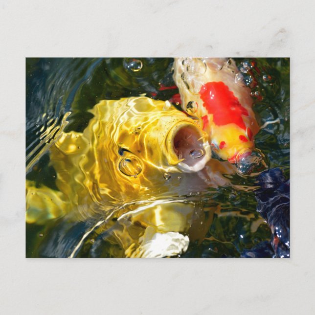 Yellow carp koi and goldfish on the water surface holiday postcard (Front)