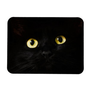 Yellow Cat Eyes, Black Cat, Black Background Magnet