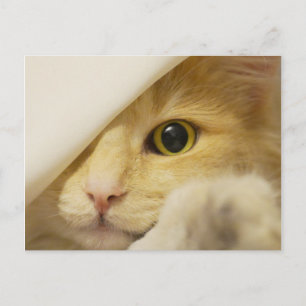 Yellow Cat Peeking Out Postcard