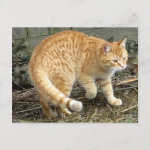 Yellow Cat Posing Postcard