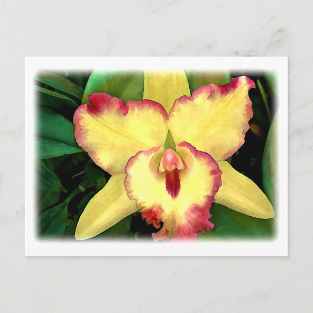 Yellow Cattleya Orchid with Red Ruffle Postcard (Front)