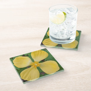 Yellow Celandine Poppy Floral Glass Coaster
