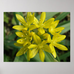 Yellow Chionodoxa Flower Print