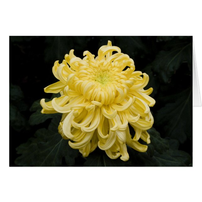 Yellow Chrysanthemum Card (Front Horizontal)