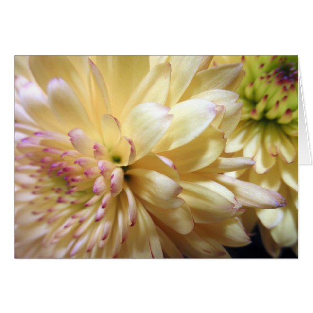 Yellow Chrysanthemum Flower Mums Flowers Photo (Front Horizontal)