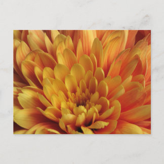 Yellow Chrysanthemum Postcard