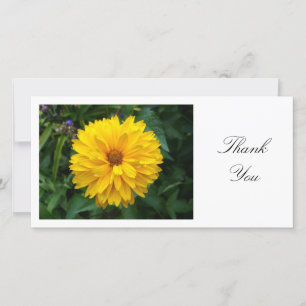 Yellow Chrysanthemum - Thank You