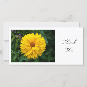Yellow Chrysanthemum - Thank You