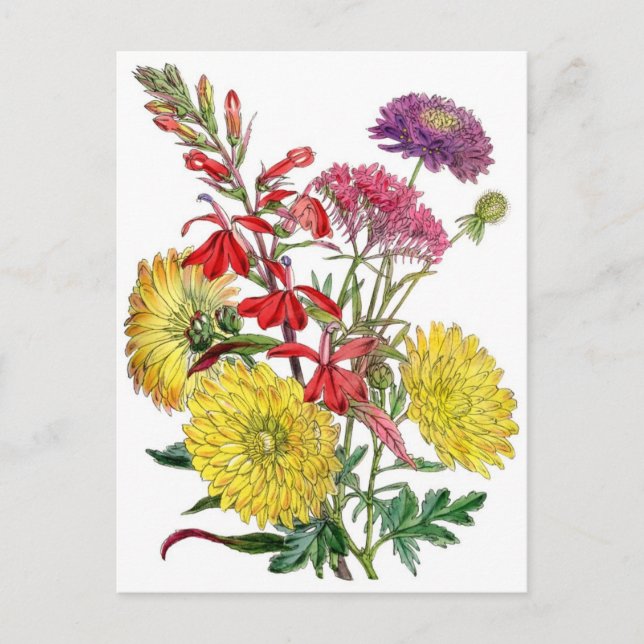 Yellow Chrysanthemums and purple Scabiosa Flower Postcard (Front)