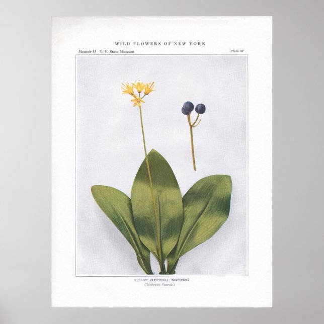 Yellow Clintonia; Dogberry - Clintonia borealis Poster (Front)