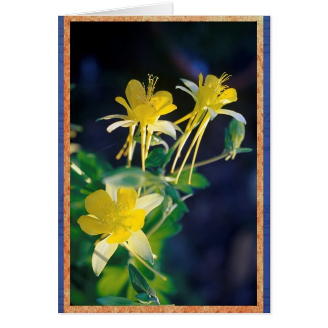 Yellow Columbine. (Front)