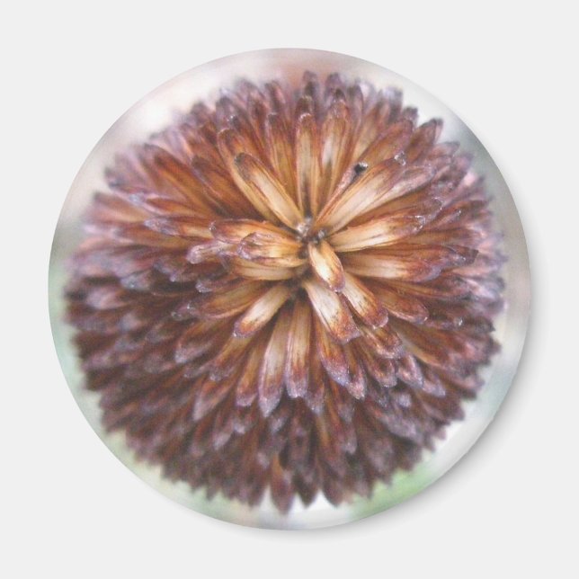 Yellow Coneflower Seedhead Magnet (Front)