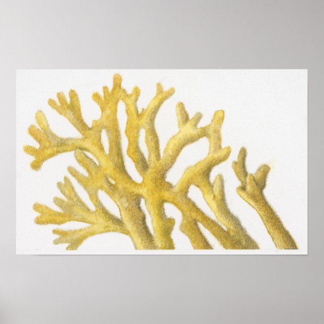 Yellow Coral Poster (Front)