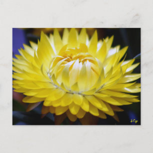 Yellow Cornflower Postcard