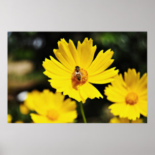 Yellow Cosmos Flower and Bee Poster
